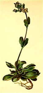Veronica bellidioides Atlas Alpenflora