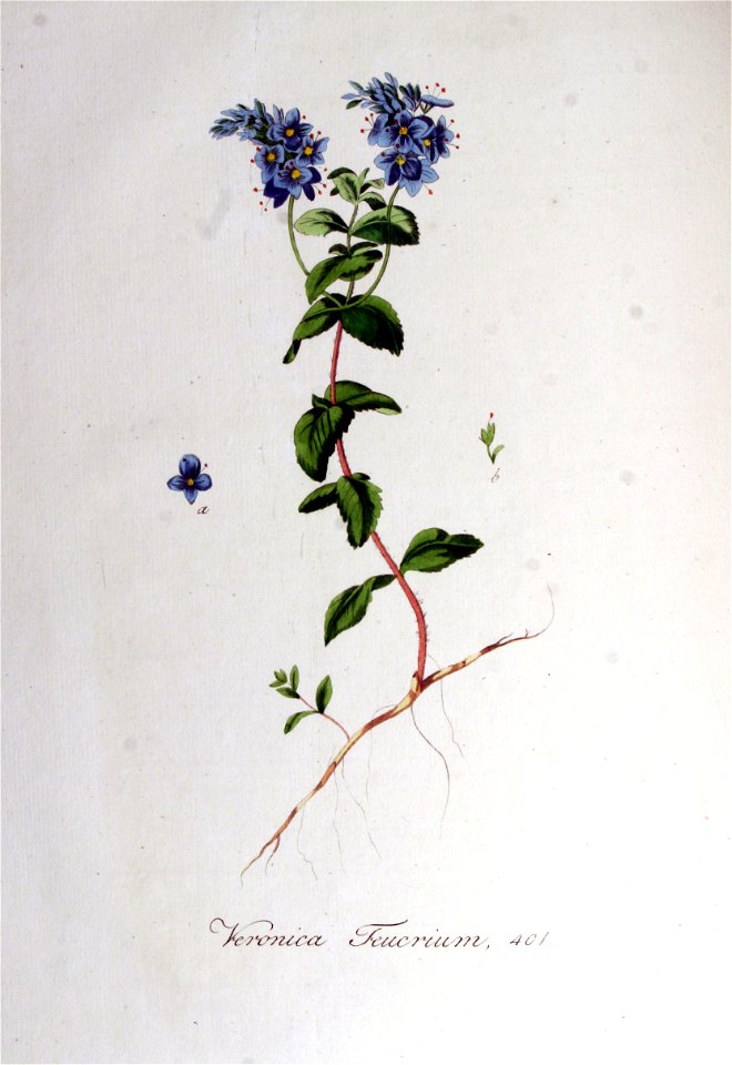 Veronica teucrium — Flora Batava — Volume v6