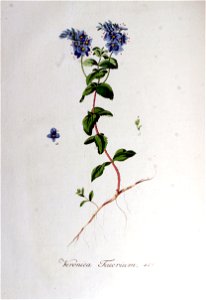 Veronica teucrium — Flora Batava — Volume v6