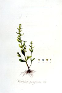 Veronica peregrina — Flora Batava — Volume v5