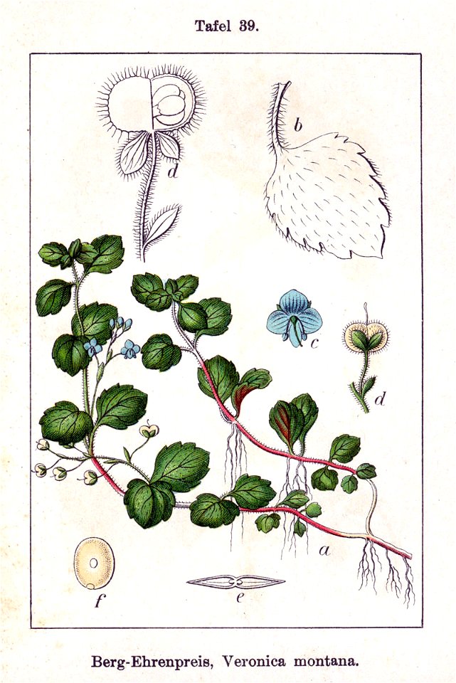 Veronica montana Sturm39