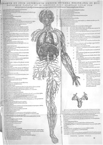 Vesalius blood vessels. Free illustration for personal and commercial use.