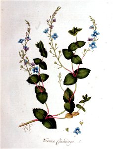 Veronica chamaedrys — Flora Batava — Volume v1