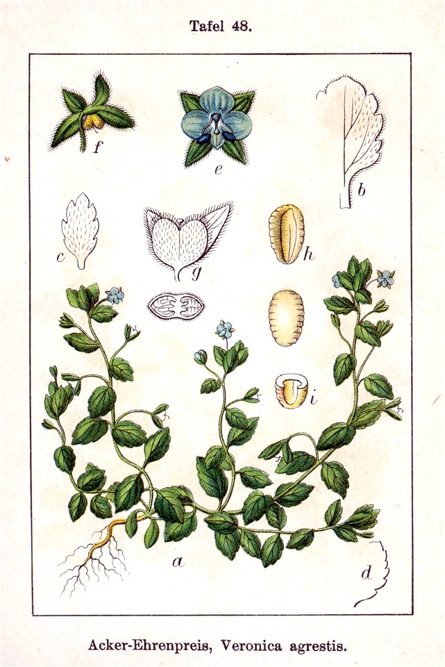 Veronica agrestis Sturm48