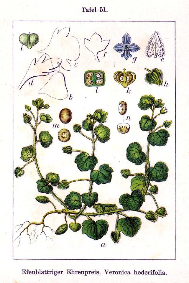 Veronica hederifolia Sturm51