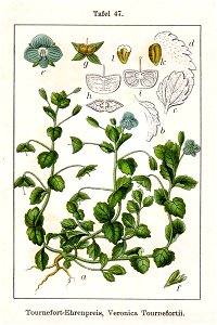 Veronica persica Sturm47