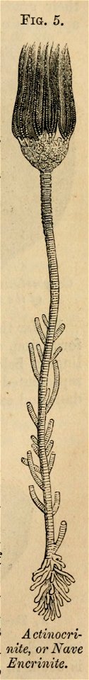 Vestiges 11 fig 05 ctinocrinite