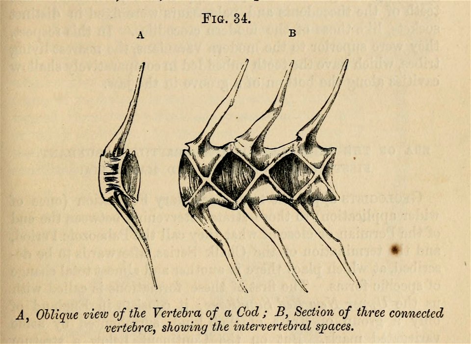 Vestiges 11 fig 34 Cod vertebrae