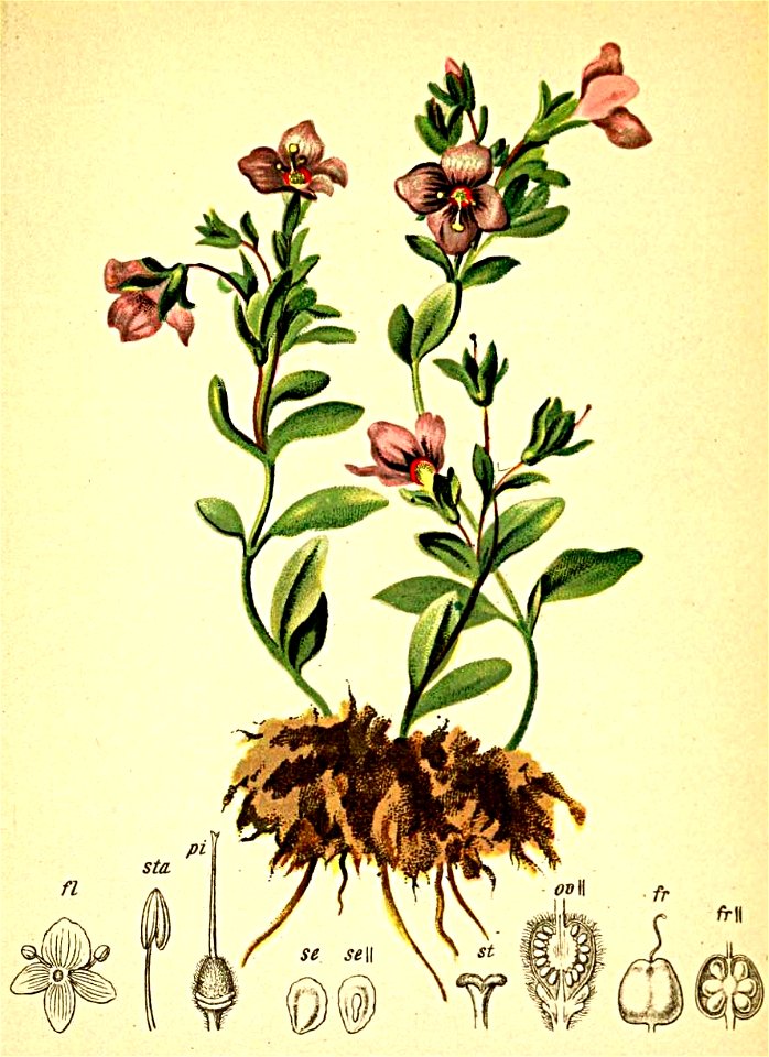 Veronica saxatilis Atlas Alpenflora