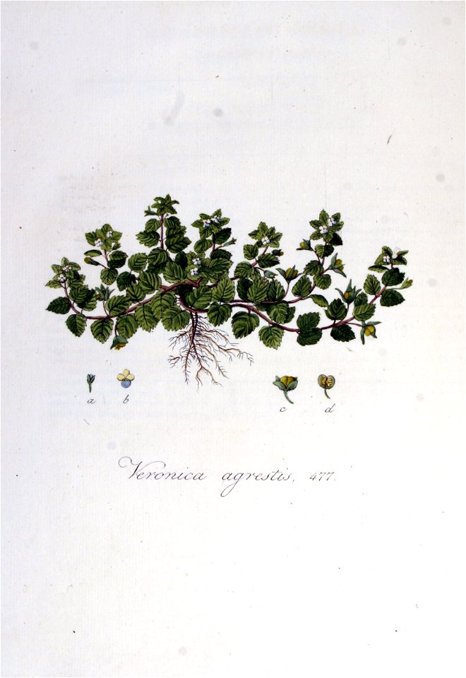 Veronica agrestis — Flora Batava — Volume v6