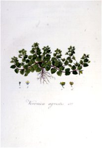 Veronica agrestis — Flora Batava — Volume v6