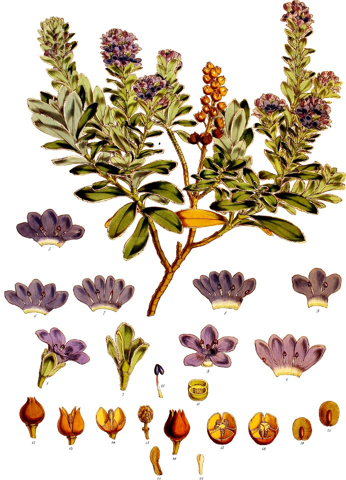 Veronica Benthami-Botany of Antarctica-PL039-0085