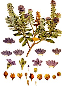 Veronica Benthami-Botany of Antarctica-PL039-0085