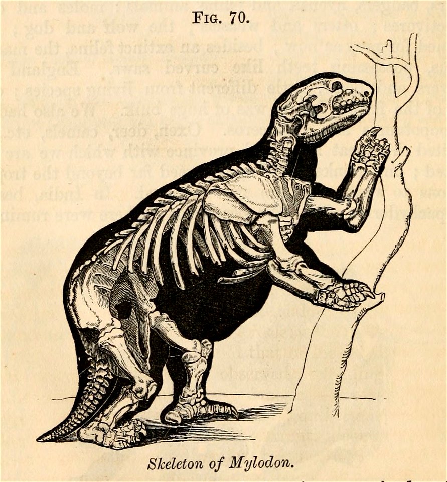 Vestiges 11 fig 70 Mylodon