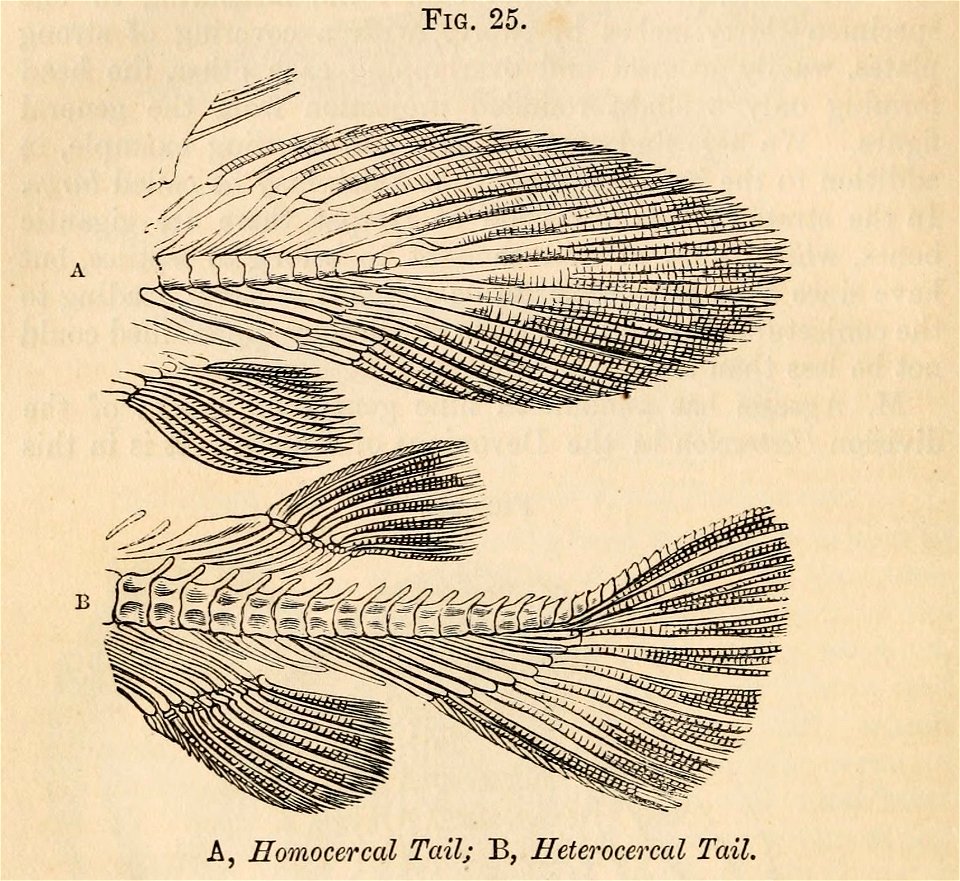 Vestiges 11 fig 25 Homocercal tail Heterocercal tail