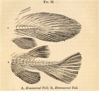 Vestiges 11 fig 25 Homocercal tail Heterocercal tail