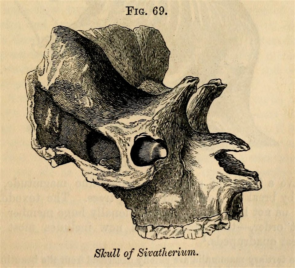 Vestiges 11 fig 69 Sivatherium