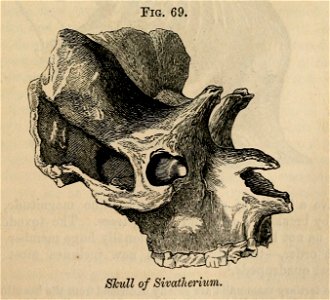 Vestiges 11 fig 69 Sivatherium