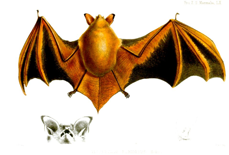 VespertilioFormosusFord