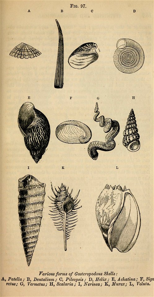 Vestiges 11 fig 97 Gasteropodous shells