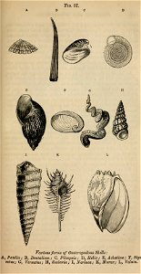 Vestiges 11 fig 97 Gasteropodous shells