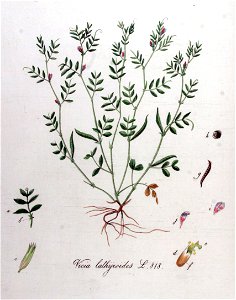 Vicia lathyroides — Flora Batava — Volume v11
