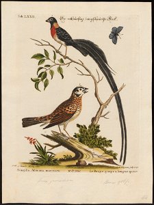 Vidua paradisea - 1700-1880 - Print - Iconographia Zoologica - Special Collections University of Amsterdam - UBA01 IZ15900105