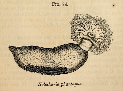 Vestiges 11 fig 84 Holothuria