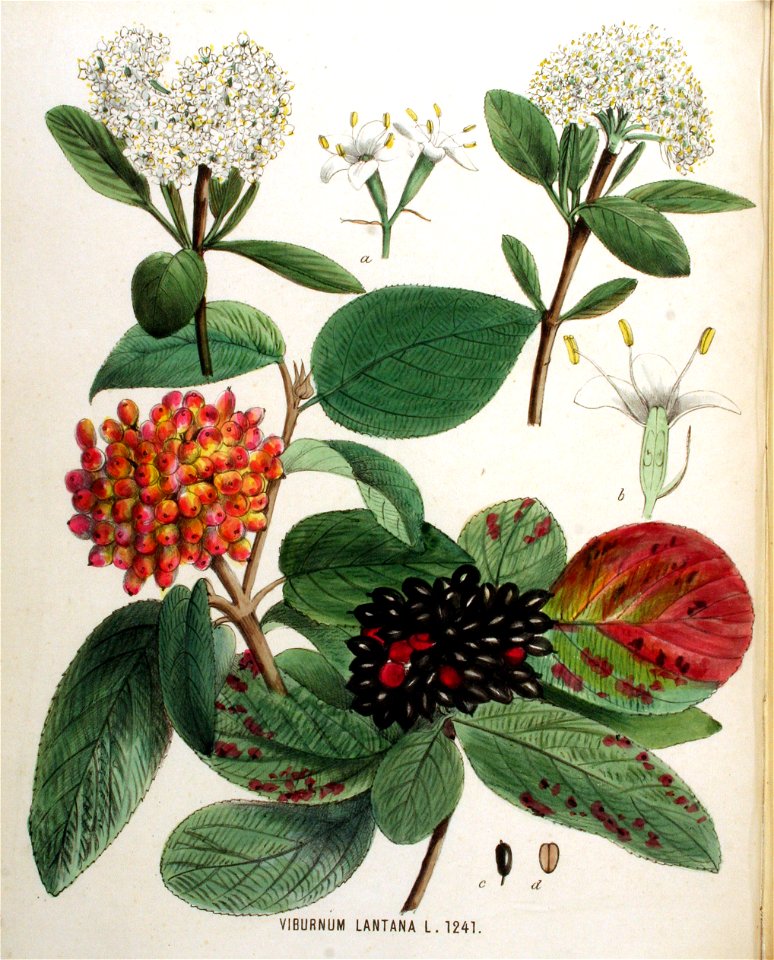 Viburnum lantana — Flora Batava — Volume v16