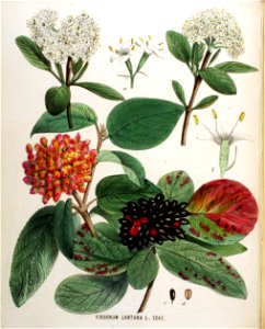 Viburnum lantana — Flora Batava — Volume v16
