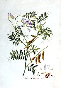 Vicia cracca — Flora Batava — Volume v3