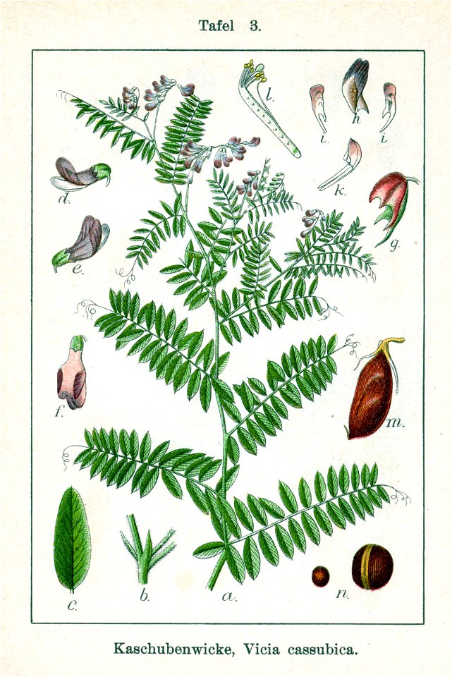 Vicia cassubica Sturm3