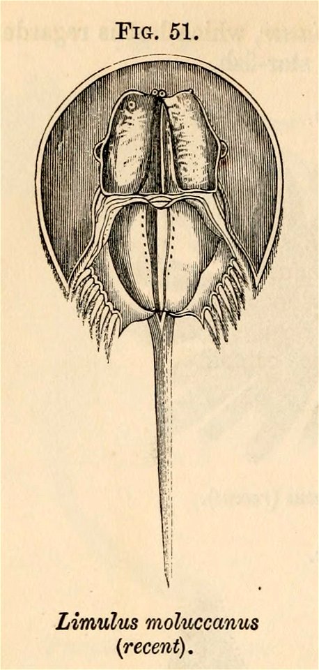 Vestiges 11 fig 51 Limulus