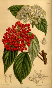 Viburnum betulifolium 142-8672