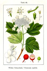 Viburnum opulus Sturm43