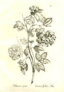 Viburnum opulus (BM 1899,0713.208.23)