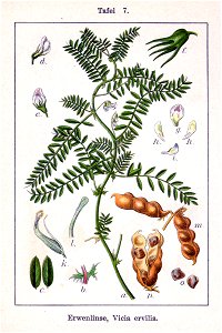 Vicia ervilia Sturm7