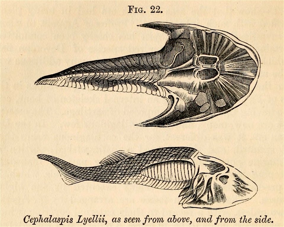 Vestiges 11 fig 22 Cephalaspis Lyelli