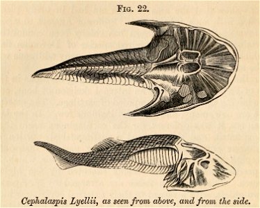 Vestiges 11 fig 22 Cephalaspis Lyelli