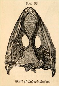 Vestiges 11 fig 38 Labyrinthodon