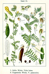 Vicia spp Sturm13
