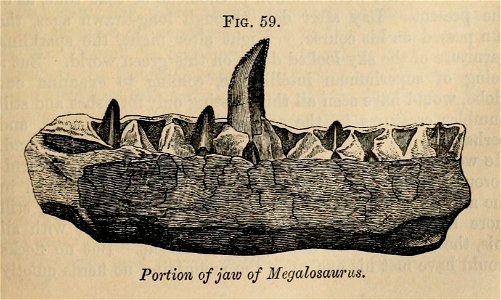 Vestiges 11 fig 59 Megalosaurus