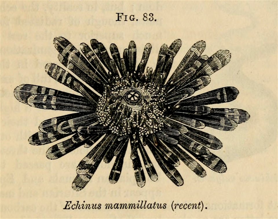 Vestiges 11 fig 83 Echinus