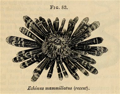 Vestiges 11 fig 83 Echinus