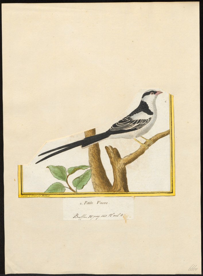 Vidua principalis - 1700-1880 - Print - Iconographia Zoologica - Special Collections University of Amsterdam - UBA01 IZ15900107