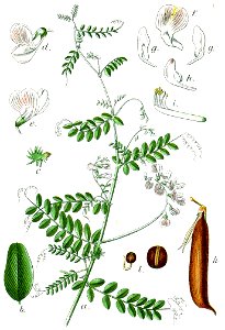 Vicia sylvatica Sturm5