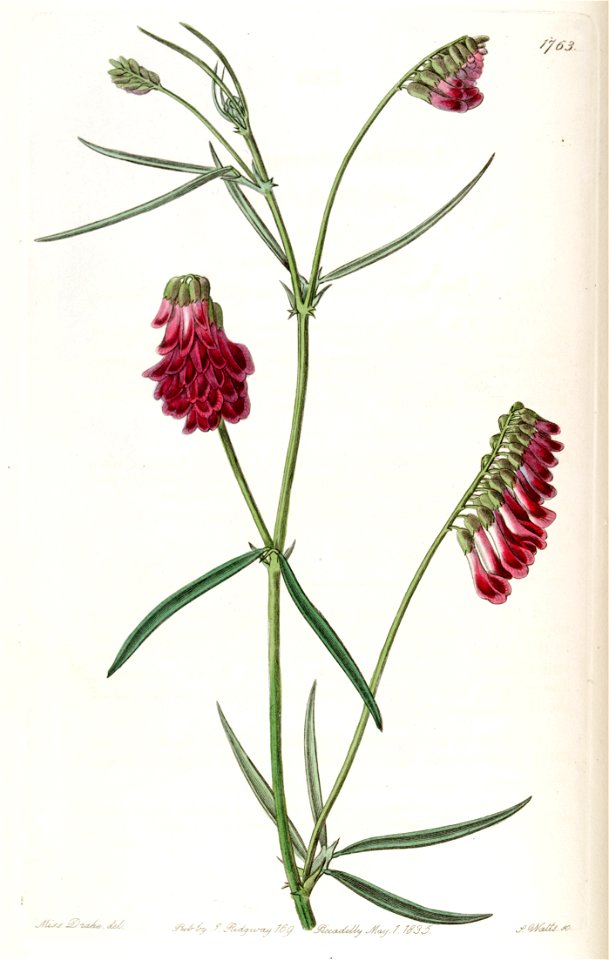 Vicia sicula (Orobus atropurpureus) Edwards's Bot. Reg. 21.1763 .1835