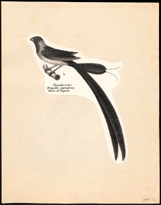 Vidua paradisea - 1809-1845 - Print - Iconographia Zoologica - Special Collections University of Amsterdam - UBA01 IZ15900101