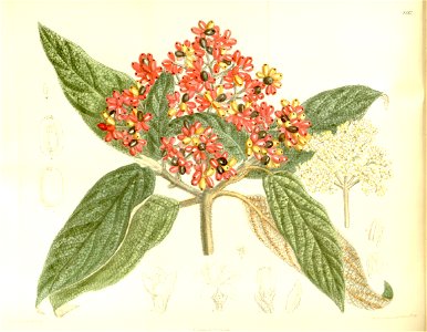 Viburnum rhytidophyllum 137-8382