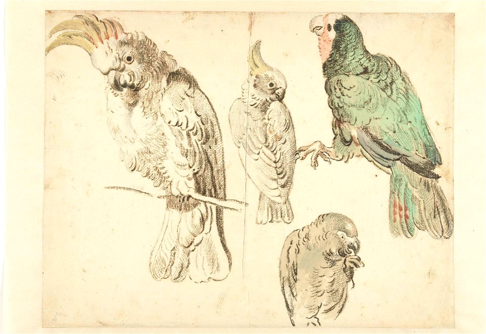 Vier studies van kaketoes